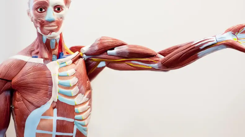 Ľudské svaly – zázračný dar evolúcie